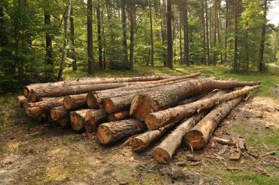 Remove Trees, Stumps, and Other Vegetation